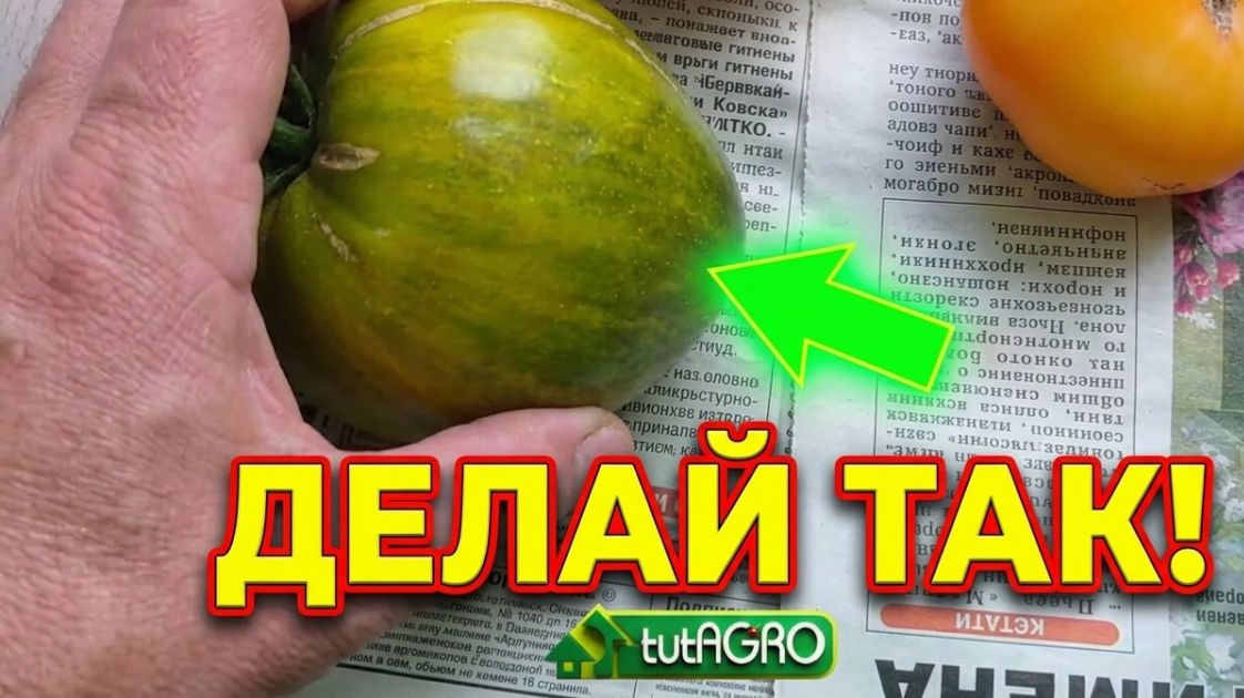 Фитофтора что с ней делать как убрать фитофтору с овощей в огороде