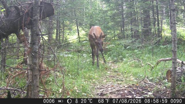 Видео от Красноярская тайга. Фотоловушки