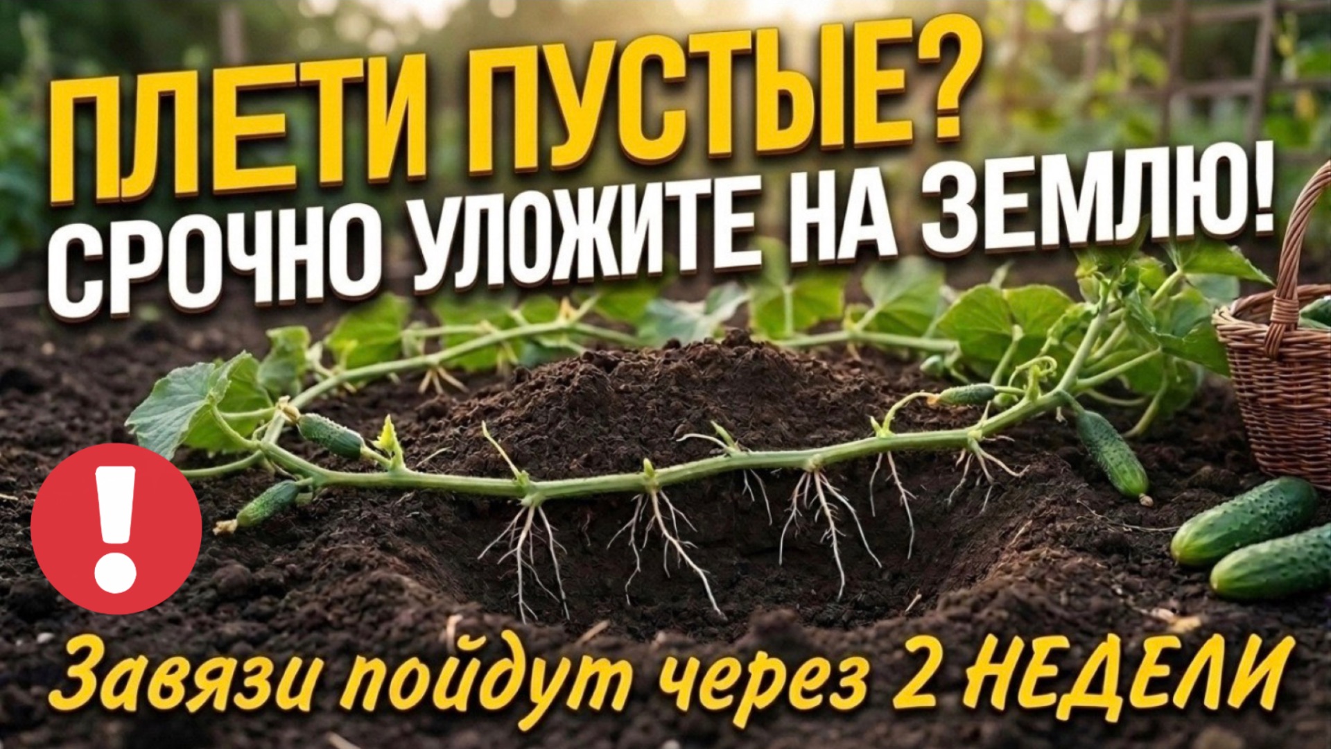 Огурцы перестали завязываться? Сделайте ЭТО и она отрастит новые корни и будет снова плодоносить
