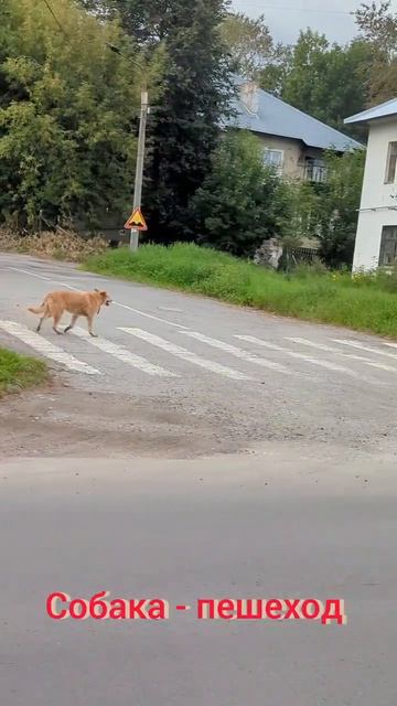 Чья такая умничка?