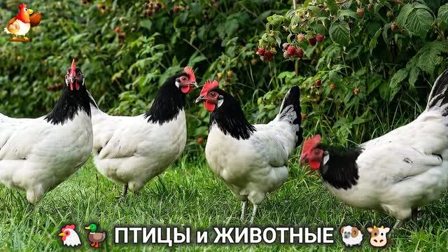 Сельские мотивы --- Видео для души и радости - 77