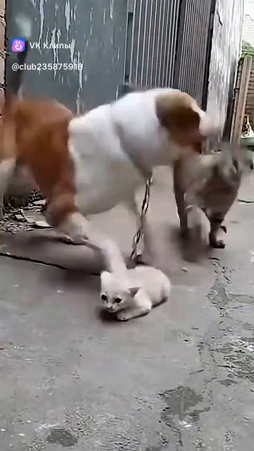 С камеры кошка- за сыночка всех раскидала!!!