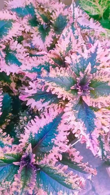VID_20260818170527