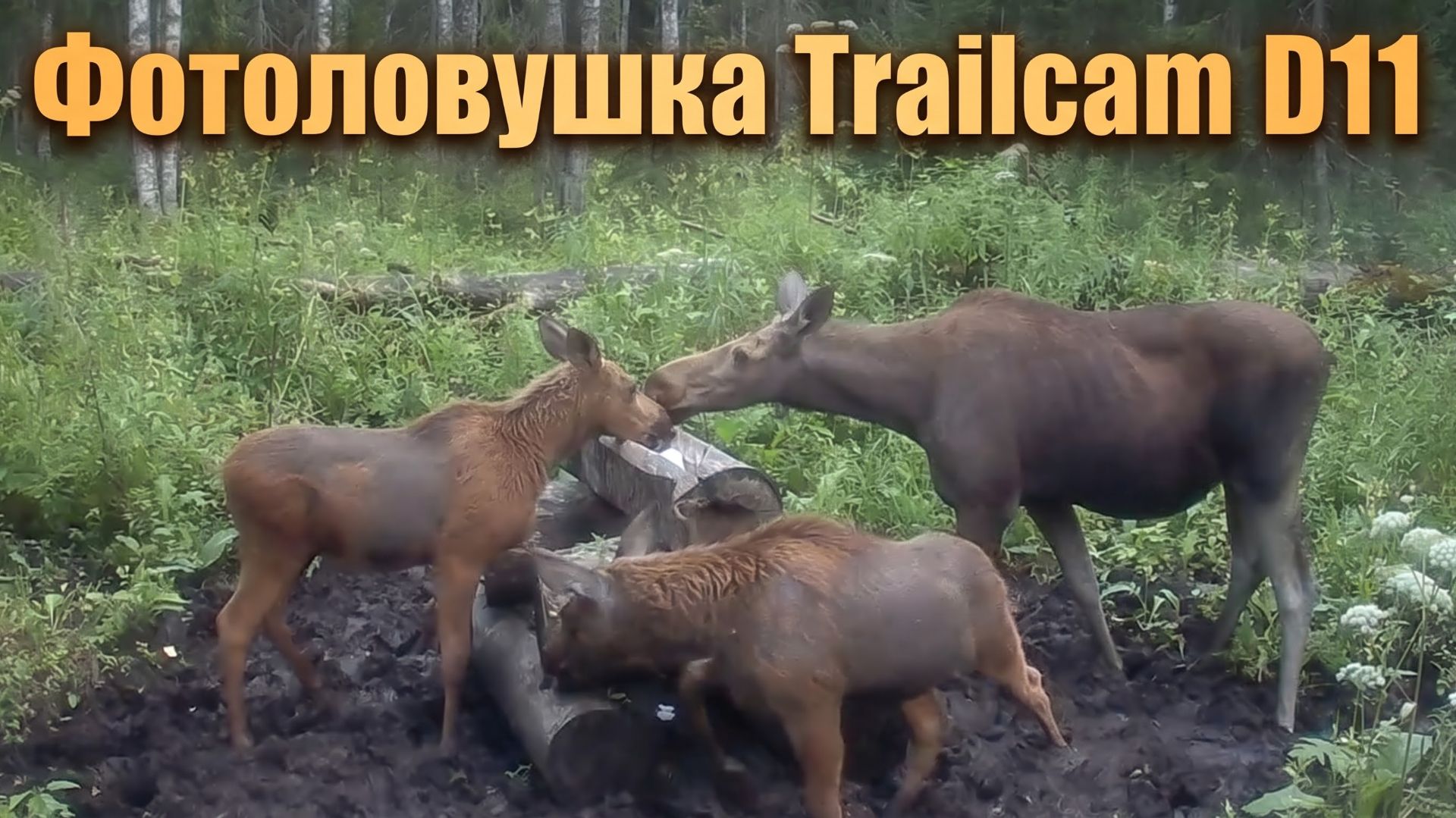 Фотоловушка: Как живут лоси в лесу  Trailcam D11 4