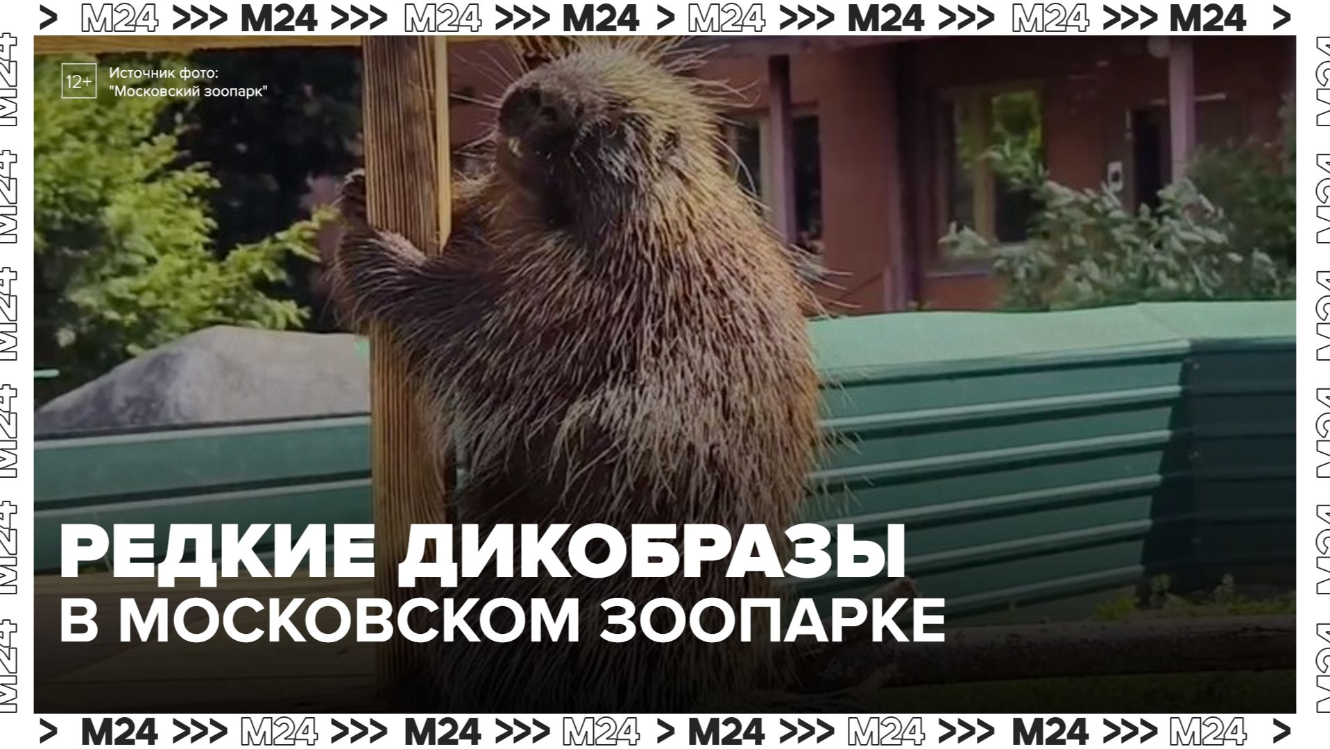 Североамериканские дикобразы появились в Московском зоопарке  - Москва 24