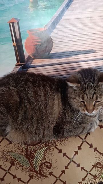 Котик мой Майфун
