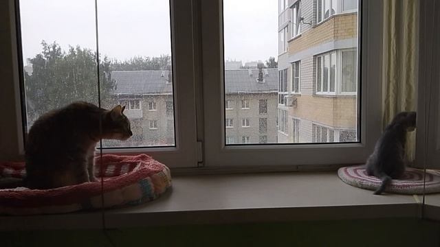 Дождь пошел