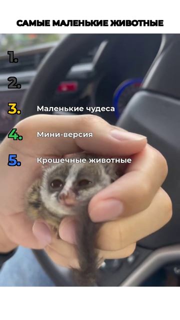 ТОП МАЛЕНЬКИХ ЖИВОТНЫХ