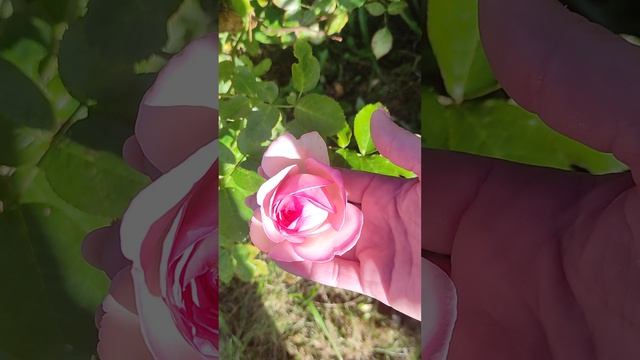 Куда же я трачу деньги. 2