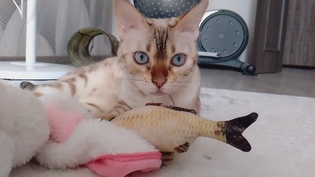 Нолла Мяу играет с игрушками