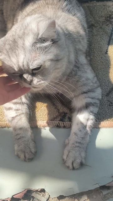 чешу кота