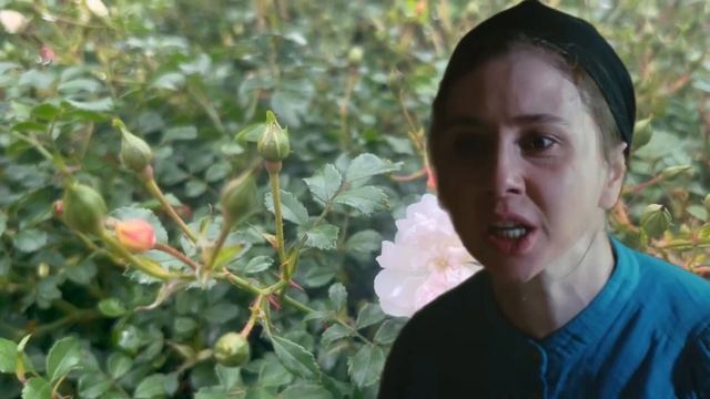 Невеста 240 серия русская озвучка Season 3  Gelin 240.Bölüm Турецкий сериал 2025  Обзор