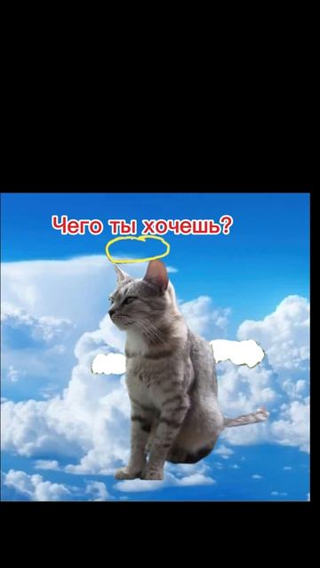 8 лет Мурзи нет. Тот день когда она погибла. А ну-ка Давай-ка.