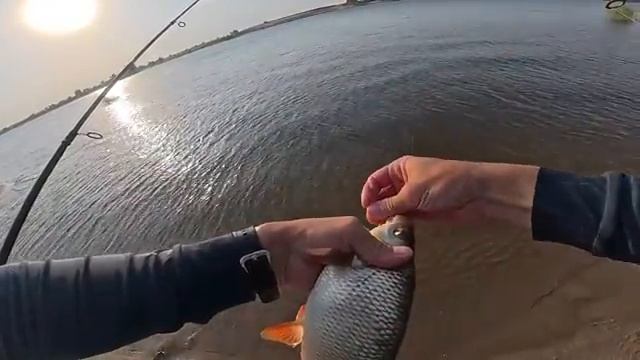 12 ДНЕЙ КОРМИЛИ ТОЧКУ НА РЕКЕ В АСТРАХАНИ! Ловля диких амуров на Волге. Рыбалка.