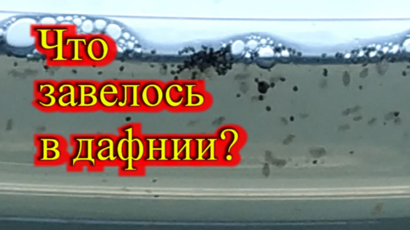 ЧТО ЗАВЕЛОСЬ В ДАФНИИ