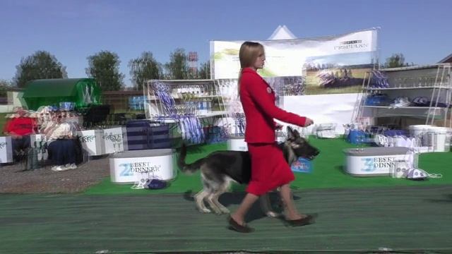 Калужская Прима Белла Снежная Королева