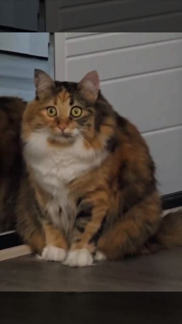 кот
