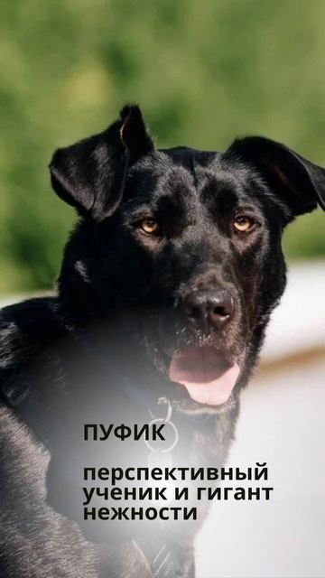 Четыре Лапы Фест. Измайловский парк