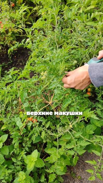 СОЗРЕВАНИЕ ТОМАТОВ В АВГУСТЕ