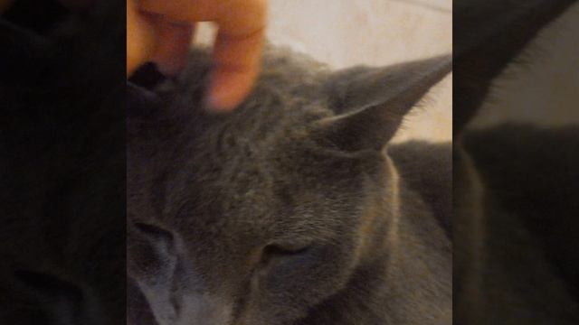 мой кот первая часть