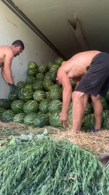Сбор урожая 2026