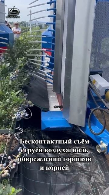 Промышленное выращивание голубики в горшках. Сбор урожая воздухом KOKAN