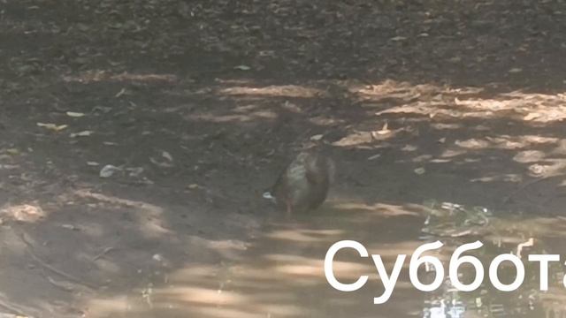 НУ ВОТ И СУББОТА. ВСЕМ ХОРОШИХ ВЫХОДНЫХ.