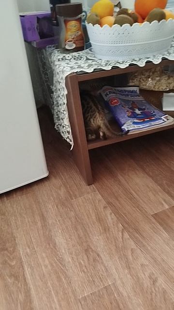 Мия играет с хвостиком