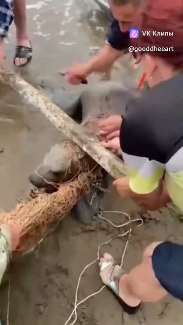 Спасение сивуча