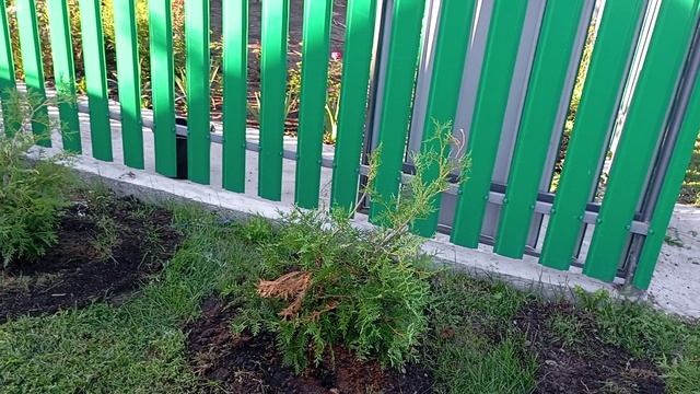 Сажаю и пересаживаю туи.