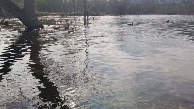 Кисловодск.Уточки на Новом озере