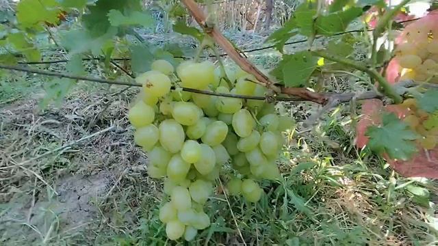Юдифь. Донское Казачество