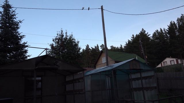 Посадка и заход в голубятню