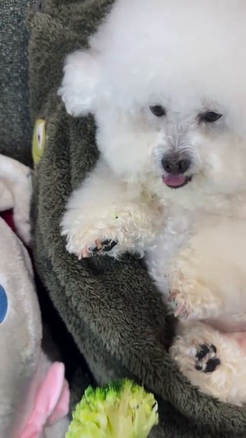 асмр на утро от пёсика 🥰😘