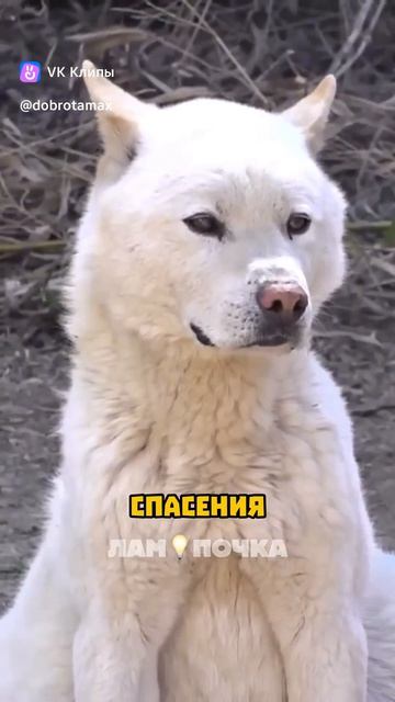 Спасение собаки