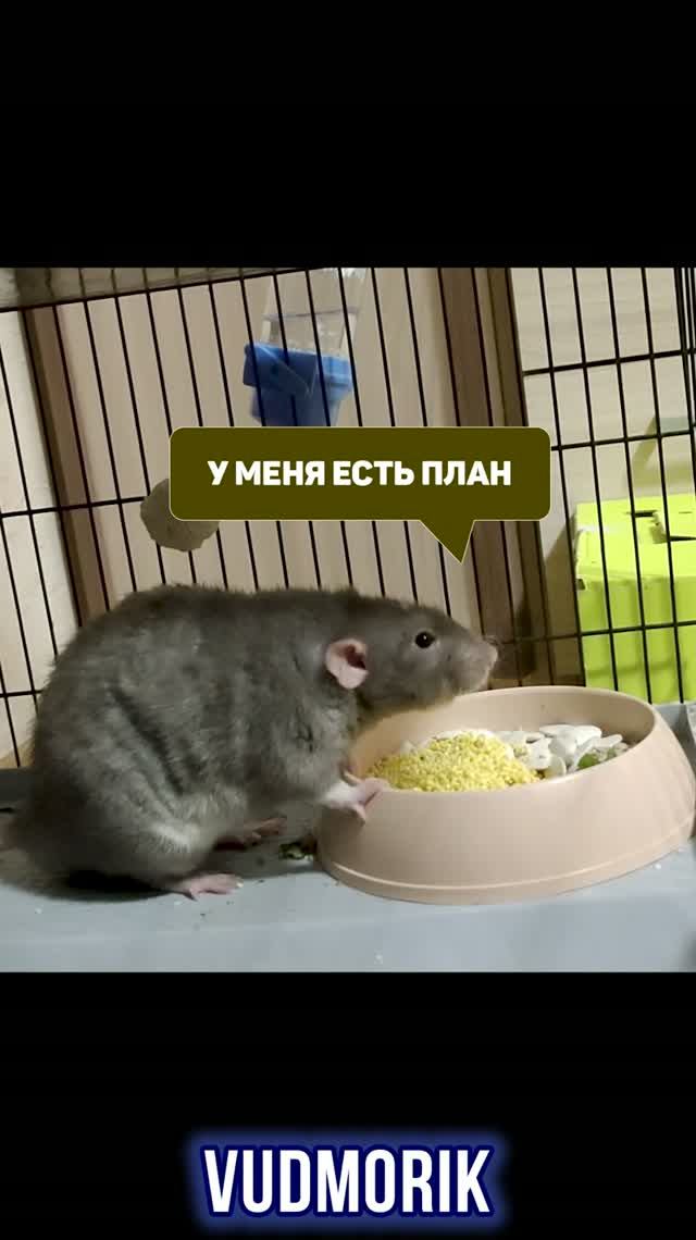 Крысиный побег: миссия выполнима? 33