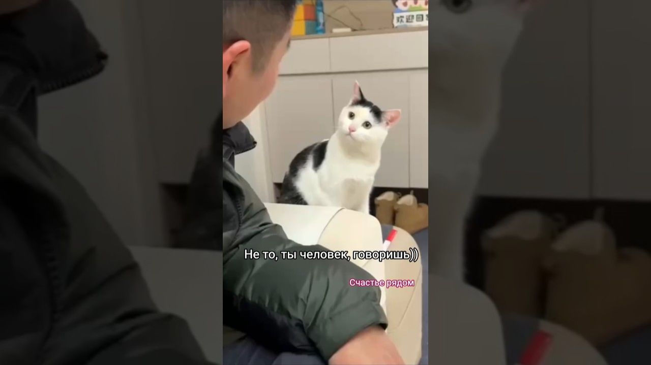 Поговорили котикиприколы веселыекоты Cat кот прикольныекоты Cute
