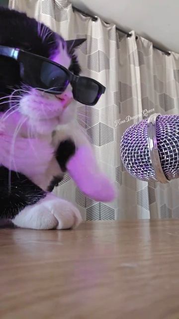 коте музык