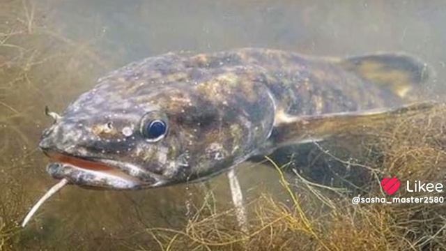 краткое описание налима