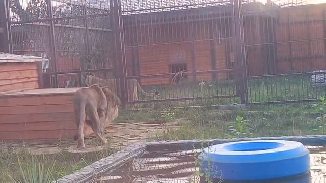 CCTW7768_20.08.2026-видео от Светланы