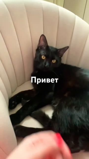 Привет