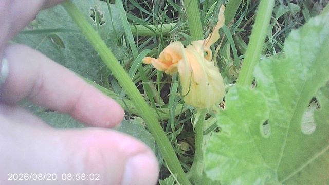 Обзор нашего четвёртого кабачкового растения сорта Желтоплодный
