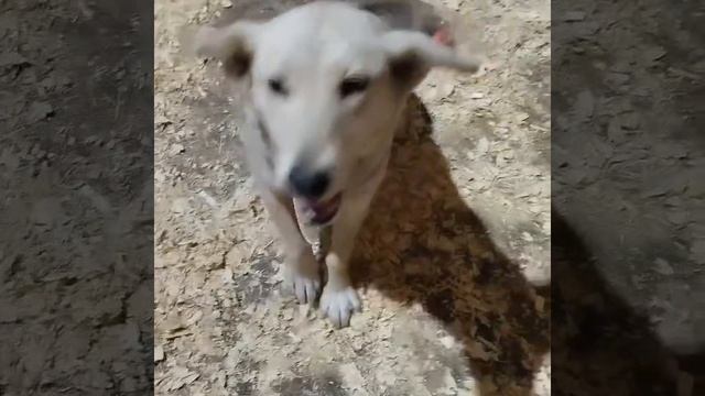 Уфа, Башкирия
Попали в отлов вот  такие собаки!😰Добрые и ласковые 
Пожалуйста, сделайте репост🙏