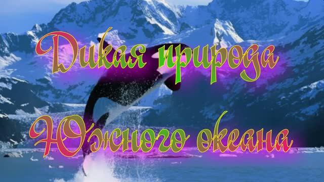 Дикая природа Южного океана