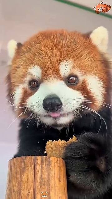 Как мне вырастить милую красную панду redpanda fypシ cute zoo 1