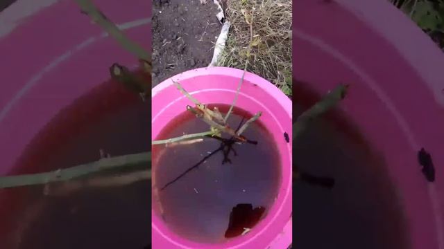 как я сажаю розы на нашем участке