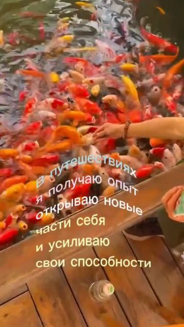 Клевое место! Золотая рыбка путешественница