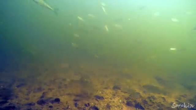 Фидер на реке под водой