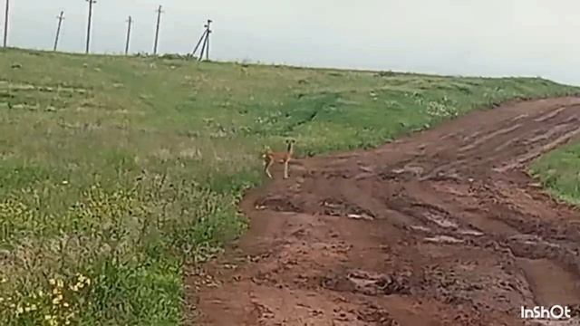 Косуля в Оренбургской области. Хабибулина