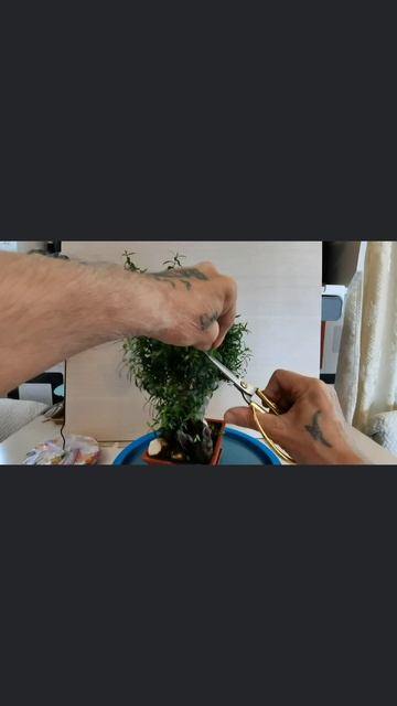 Поваленное дерево